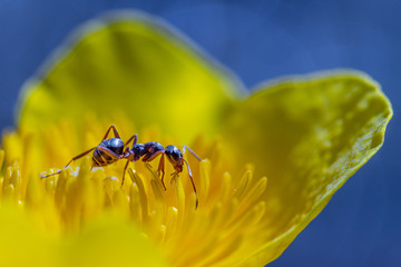 Small ant in a yellow blossom against the sparkling background of a small stream. 