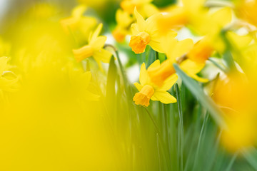 Obraz premium 春の花