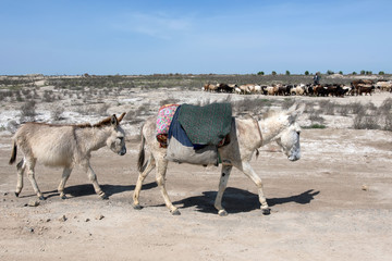 Adult donkey and young donkey in the desert. Outskirts of Bukhara, Uzbekistan, Central Asia. - obrazy, fototapety, plakaty