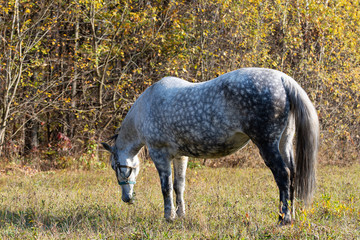 Obraz premium In the lap of nature a horse in the bullseye