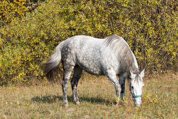 Fototapeta na wymiar In the lap of nature a horse in the morning