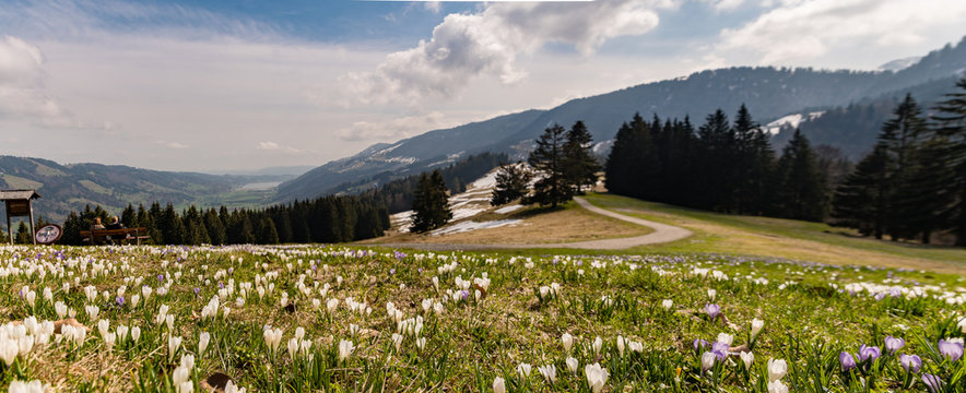 A mountain meadow full of white and purple crocuses with snowy mountains in the background.