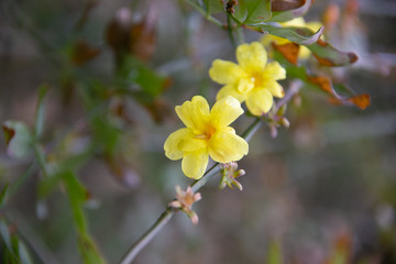 yellow flower 1