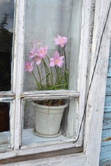 A pot with a Zephyranthes flower outside the window of an old wooden house