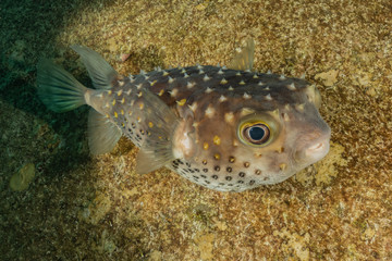 Fish swim in the Red Sea, colorful fish, Eilat Israel