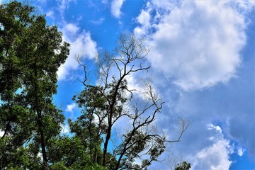 tree and blue sky