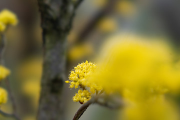 春の花