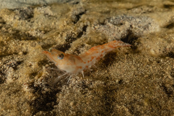 Fish swim in the Red Sea, colorful fish, Eilat Israel
