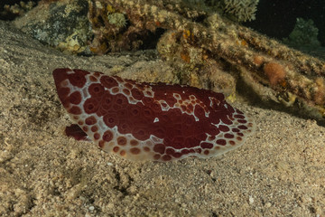 Sea slug in the Red Sea Colorful and beautiful, Eilat Israel