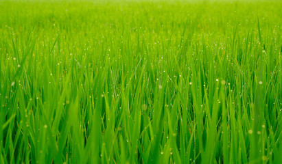 natural green background,selective focus.