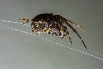 Close up jumping spiders on the wall.