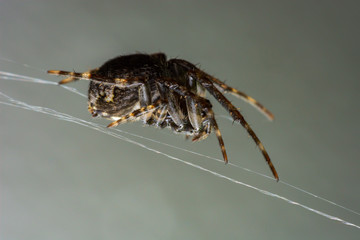 Close up jumping spiders on the wall.