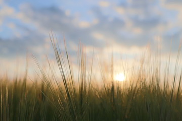 Getreidefeld im Abendlicht