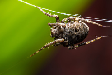 Close up jumping spiders on the wall.