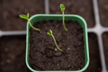 Young grass sprouts are ready for planting. The concept of gardening. Seedlings in pots