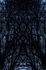 Obraz premium branches tree, beautiful abstract structure and painting effect.