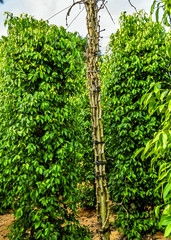 Fototapeta premium Black pepper bush juicy fresh green leaves glow