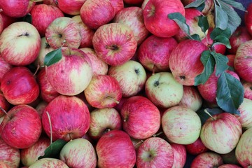 Apfel, Apfelernte