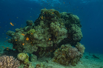 Coral reef and water plants in the Red Sea, Eilat Israel