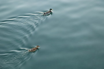 Canards