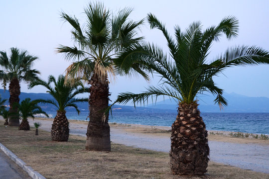 Palm trees by the beach in Greece, Nea Vrasna, Asprovalta.