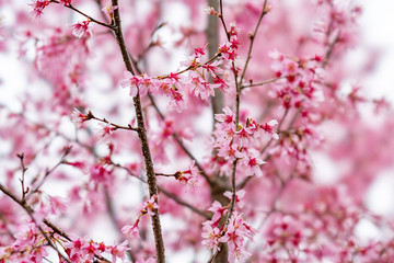 春の花