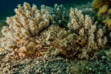 Plakat Coral reef and water plants in the Red Sea, Eilat Israel