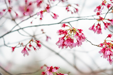 春の花