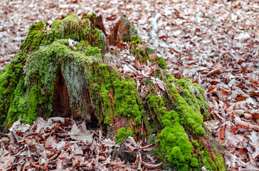 moss on rotten trunk