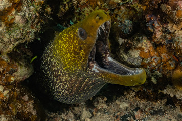 Moray eel Mooray lycodontis undulatus in the Red Sea, eilat israel