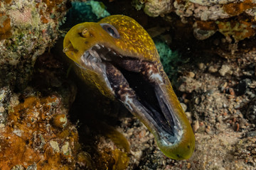 Moray eel Mooray lycodontis undulatus in the Red Sea, eilat israel