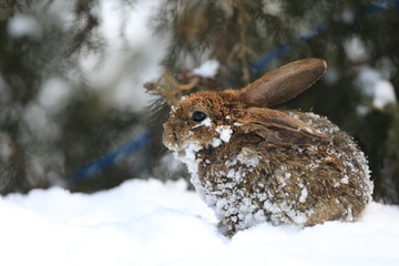 Obraz premium eared brown hare in the snow