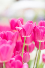 Flowering red tulips on a white background. Side view. The place for an inscription