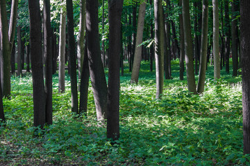 Obraz premium summer bright green dense forest with fresh grassy meadow