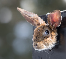 easter portrait eared brown hare in the snow © serikbaib