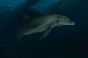 Fototapeta premium Dolphin swimming in the Red Sea, Eilat Israel