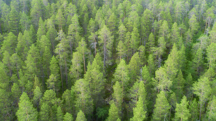 Background with forest of fir trees.