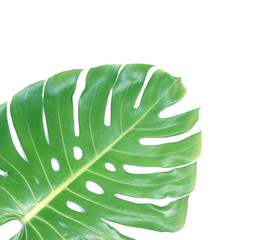 monstera leaf isolated on white background with clipping path