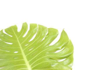 monstera leaf isolated on white background with clipping path