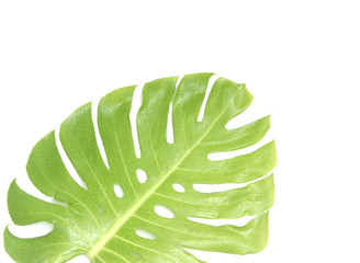 monstera leaf with drop of water isolated on white background with clipping path