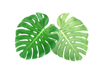 monstera leaves with drop of water isolated on white background with clipping path © studio2013