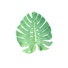 monstera leaf with drop of water isolated on white background with clipping path