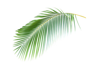 Obraz premium green leaf of palm tree on white background with clipping path