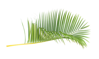 green leaf of palm tree on white background with clipping path