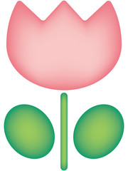 ピンクの可愛いチューリップ