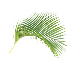 green leaf of palm tree on white background with clipping path