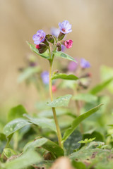 Lungwort (Pulmonaria officinalis) common lungwort or Mary's tears, rhizomatous medicinal plant in family Boraginaceae with cordate, elongated and pointed leaves. Used for chest conditions and chronic 