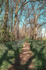 Beautiful blue wild hyacinths along the footpath in a forest