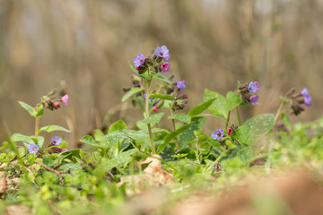 Lungwort (Pulmonaria officinalis) common lungwort or Mary's tears, rhizomatous medicinal plant in family Boraginaceae with cordate, elongated and pointed leaves. Used for chest conditions and chronic 