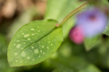 Lungwort (Pulmonaria officinalis) common lungwort or Mary's tears, rhizomatous medicinal plant in family Boraginaceae with cordate, elongated and pointed leaves. Used for chest conditions and chronic 